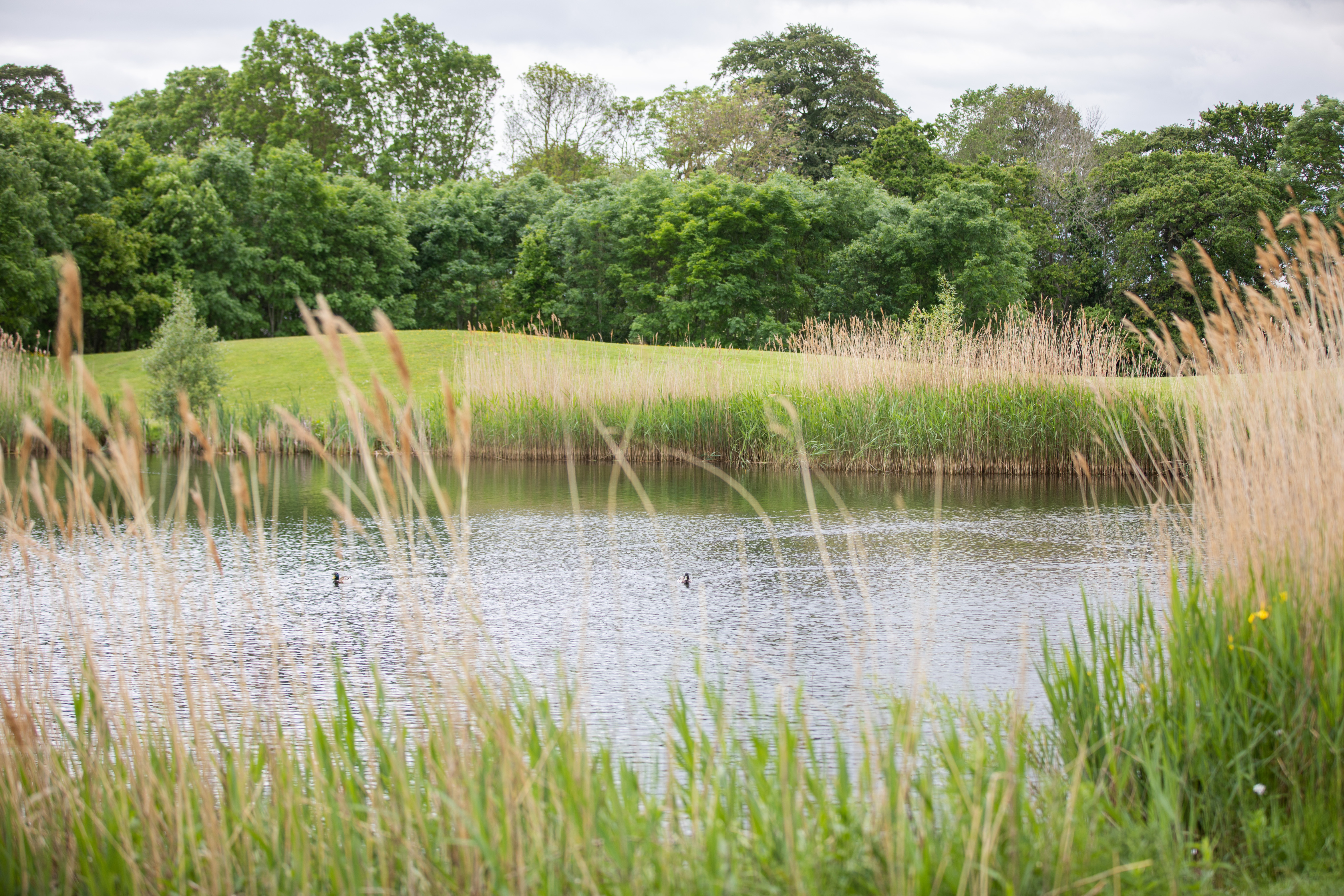 A river with ducks