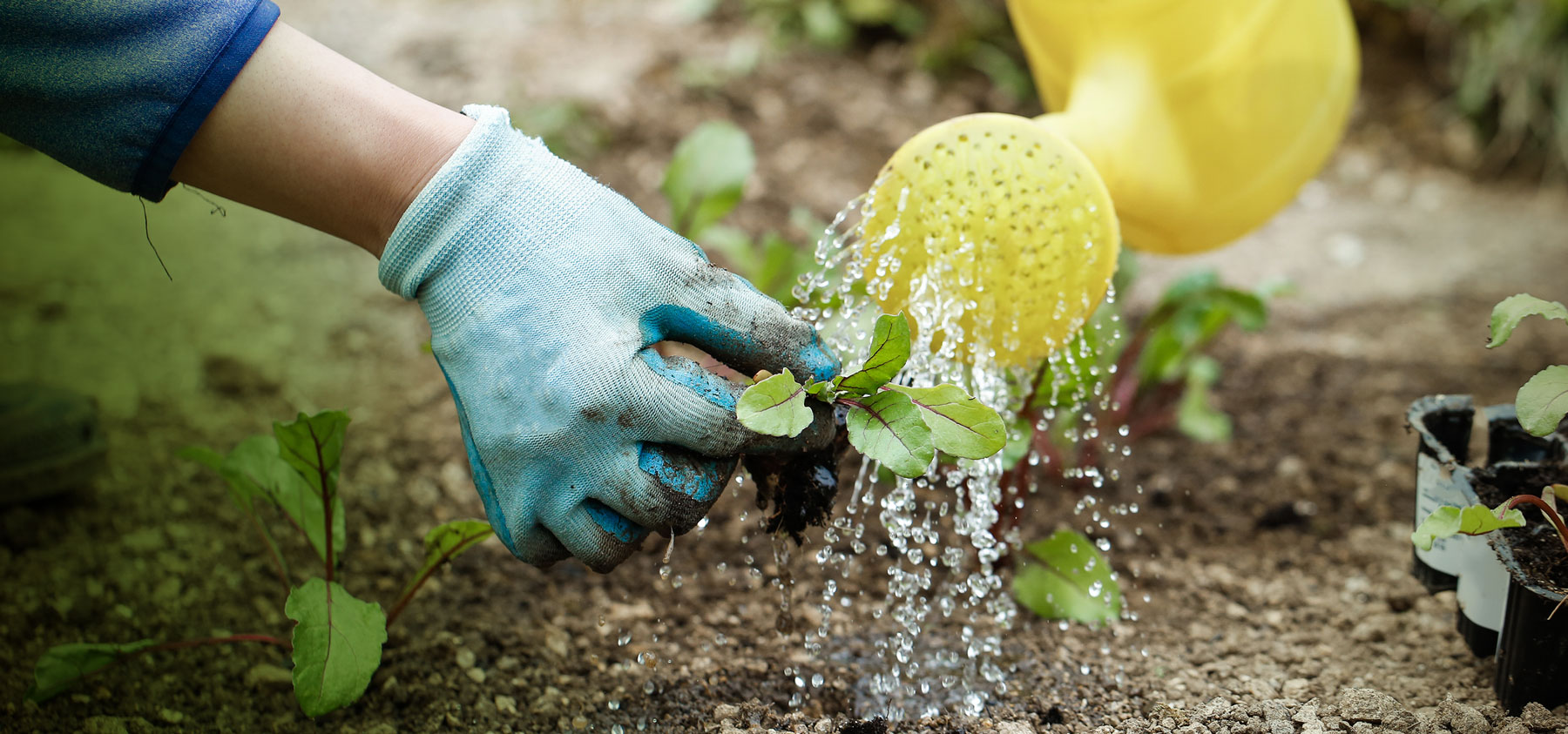 A gardener watering a small plant with a watering can