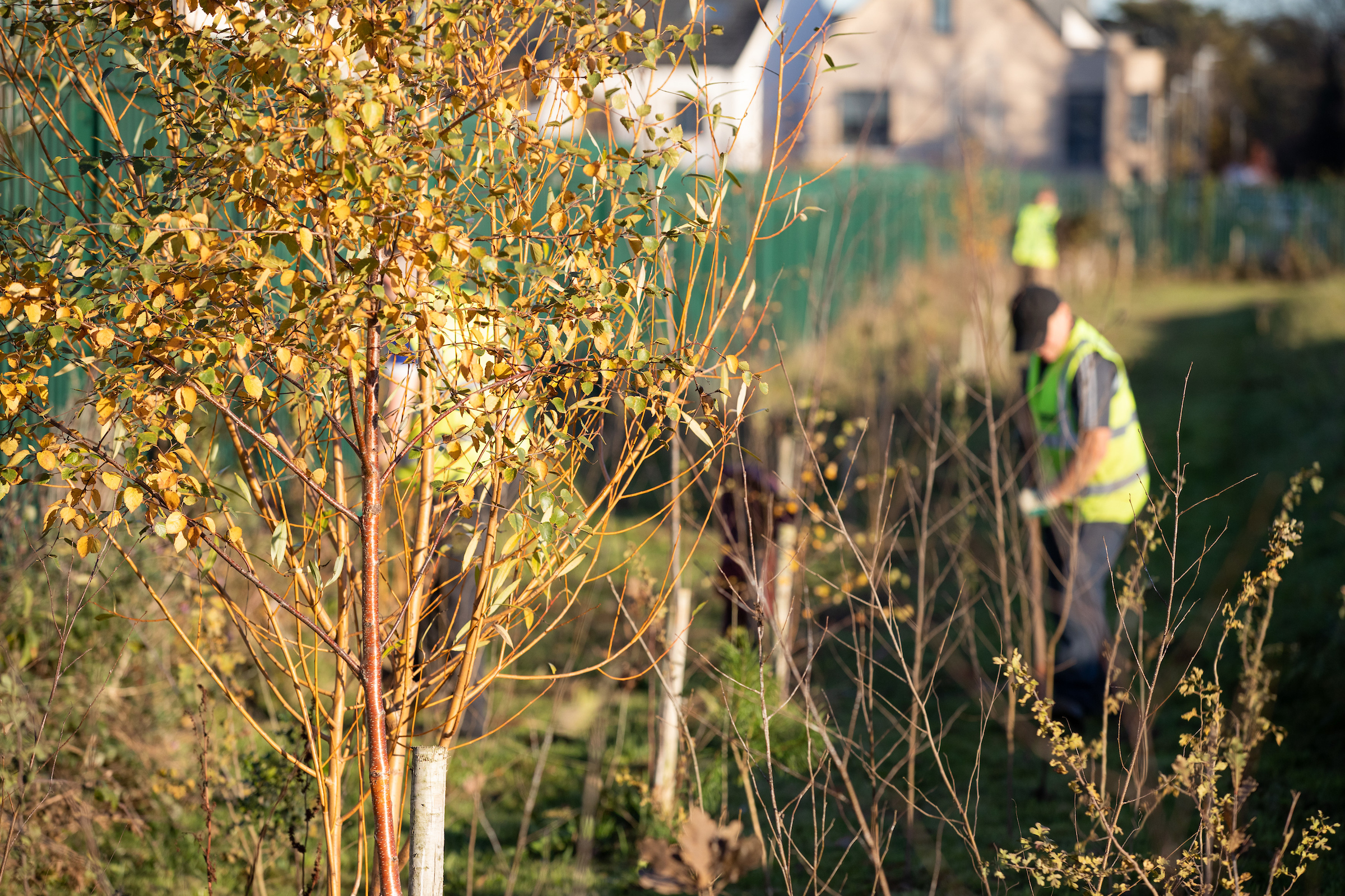 A man working with trees