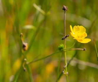 A bee flying next to a yellow flower